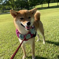 こむぎ