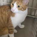 至急！助けてください！