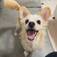 はんぺん