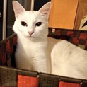 真っ白！おっとり美猫のせんちゃん☆
