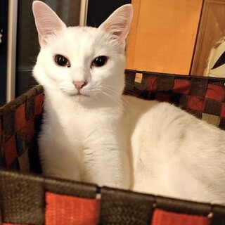 真っ白！おっとり美猫のせんちゃん☆