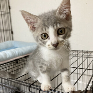 ミツヤくんご家族様募集中！