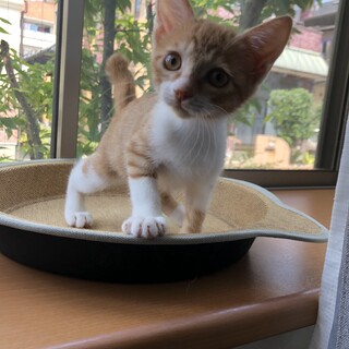 まんまるなお顔が可愛い子です