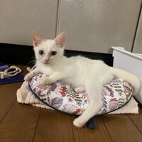 シロ