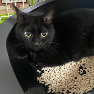 野良出身人懐っこい黒猫ネネ