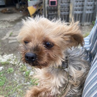 ヨーキー　8歳　女の子　ミミちゃん