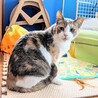 パステル三毛の女子　人馴れ✕　 サムネイル7