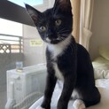 【パンテーン】おかげさまで里親様が決まりました。