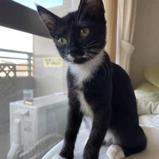 【パンテーン】おかげさまで里親様が決まりました。