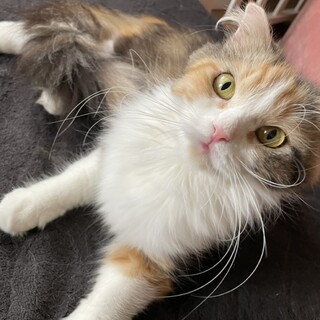 里親決定しました