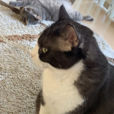 うちの長男ゾロくんです☺︎呼んだら返事をしてくれます！