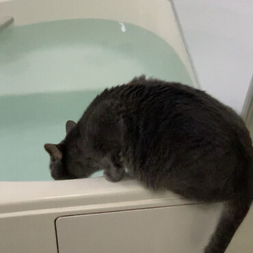 入浴前、服を脱いでいたら隙をつかれて、、！愛猫さくらちゃん♪