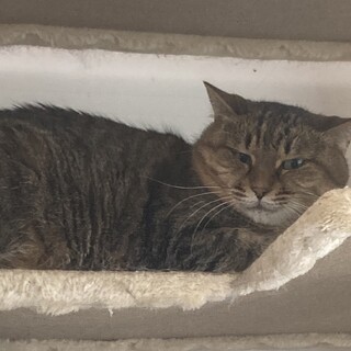 麦わら〜の♫美猫のムギちゃん