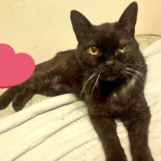 甘えん坊のおばあちゃん猫♡黒猫の十子さん