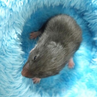 くろくまハムスター