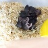 くろくまハムスター サムネイル2