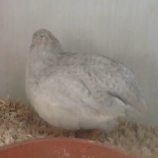 ヒメウズラ シルバーパイド メス