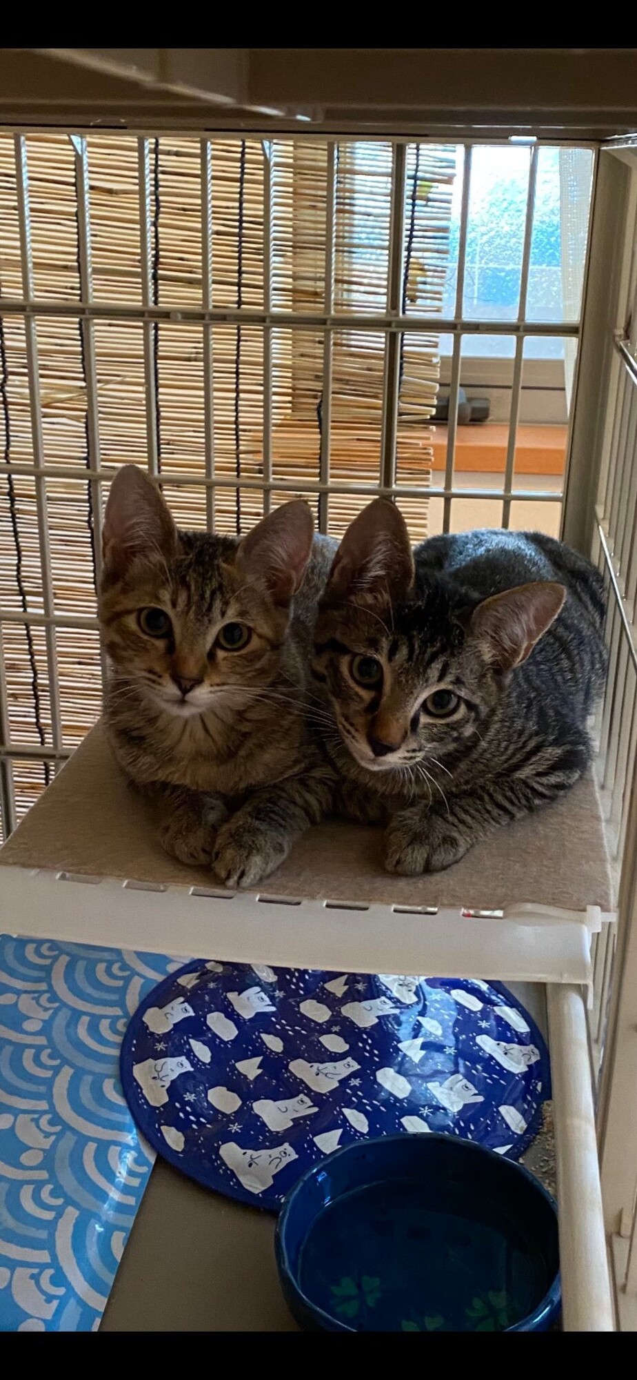 可愛い キジトラの兄妹 福岡県 猫の里親募集 ペットのおうち 月間利用者150万人