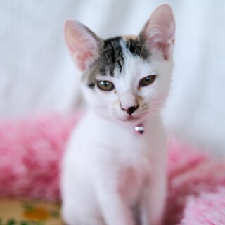 白ベースの可愛い三毛猫ナウシカ