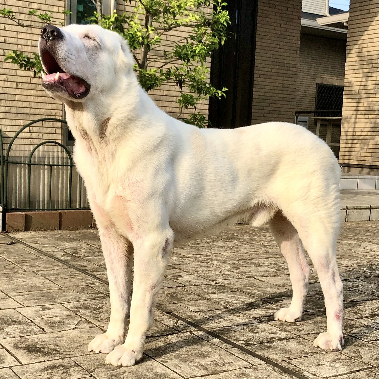 セト セト茶 セントラルアジアシェパードドッグ アラバイ ペットのおうち 月間利用者150万人