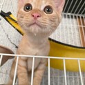 きなこ君(決定致しました)