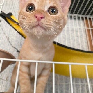 きなこ君(決定致しました)