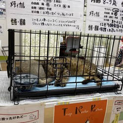 第二回　いぬねこお見合い会 サムネイル2