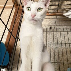 第二回　いぬねこお見合い会 サムネイル3