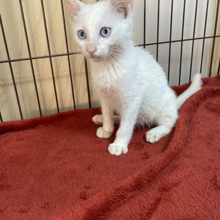 青い瞳のデレ猫❗️譲渡会を楽しみにしてるソルト❤️