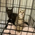 黒猫ポコ