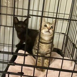 黒猫ポコ