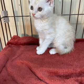 正統派の美猫日向❤️譲渡会で待ってます❗️