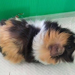 モルモット♂里親様募集