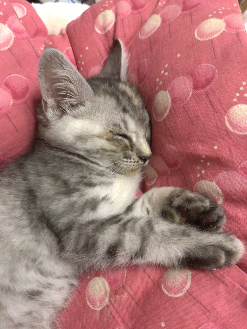 ボンボンしっぽ　るりるりちゃん サムネイル3