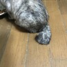 ボンボンしっぽ　るりるりちゃん サムネイル5