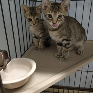 うりとオクラ。仲良しな双子みたいな兄弟。