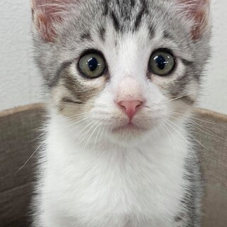 とても可愛いチビにゃん、シルバー君！