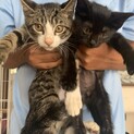 優しく大人しい兄弟猫