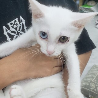 オッドアイの白猫、ポポちゃん！