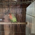 代理募集　コザクラインコ里親募集中