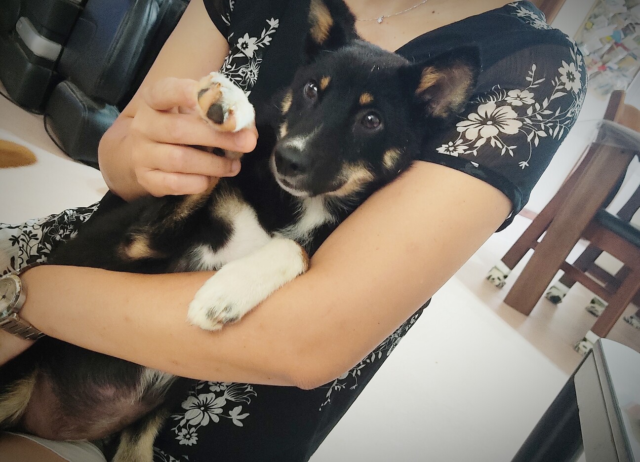 洋犬コリーのようなメイち 山口県 犬の里親募集 ペットのおうち 月間利用者150万人