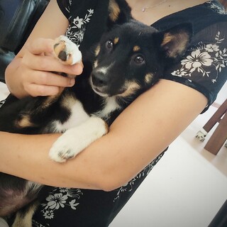 洋犬コリーのようなメイちゃん　でも雑種です…