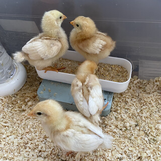 ボリスブラウンひよこ（雌4羽）里親募集