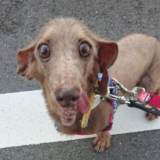 ダックスの里親募集中