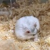 ジャンガリアンハムスター（パールホワイト） サムネイル4