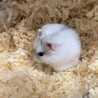 ジャンガリアンハムスター（パールホワイト） サムネイル5