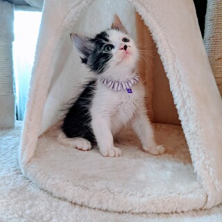 ほわほわ〜♡思わず抱っこしちゃうかわいい子