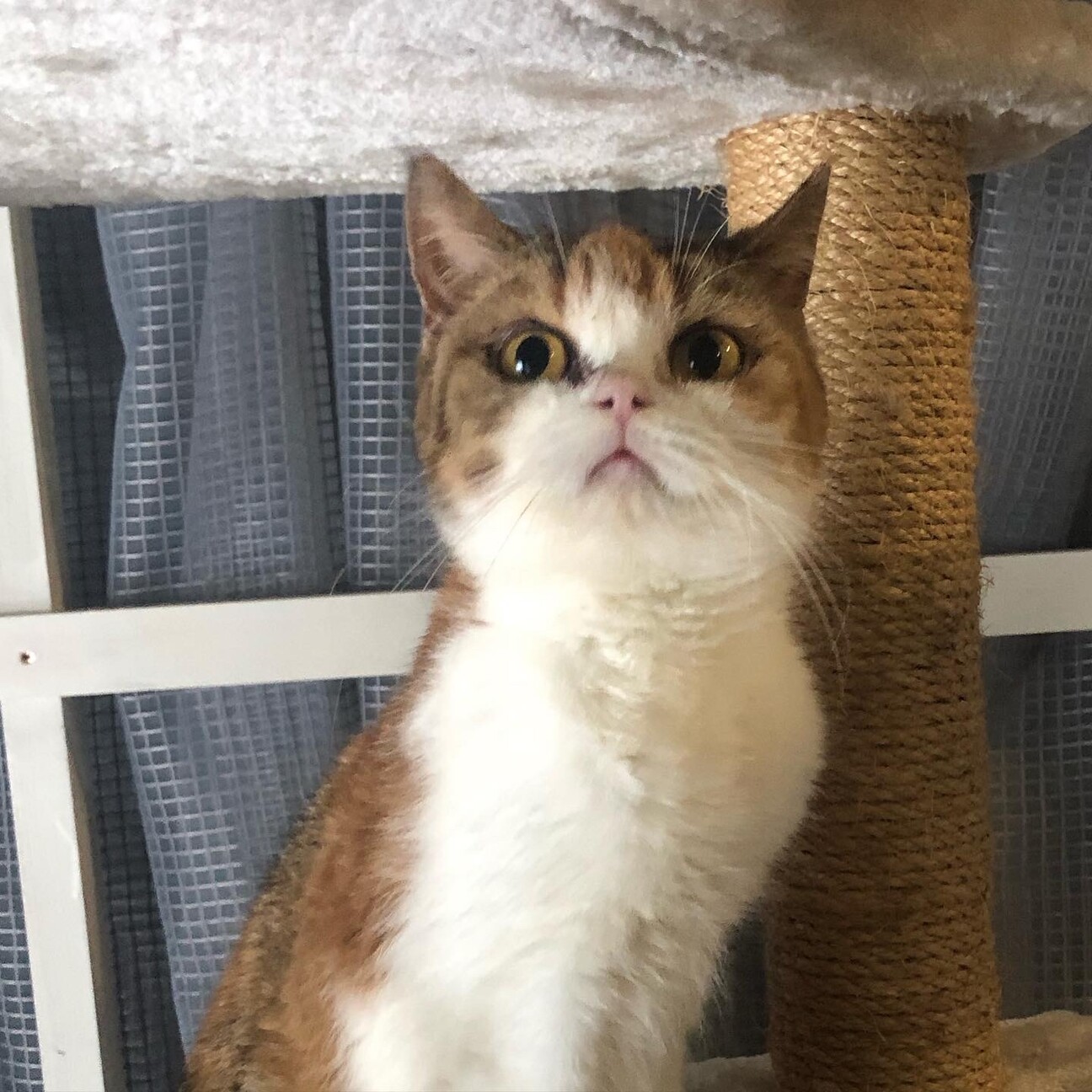 ブリーダーレスキュー足長」千葉県 - 猫の里親募集(375999