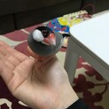 2歳になる文鳥です！