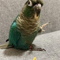 生後4ヶ月 ウロコインコ